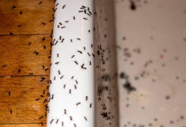 Best Cockroach Control Services  in Perryton, TX