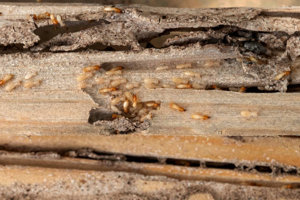 Best Ant Control Services  in Perryton, TX